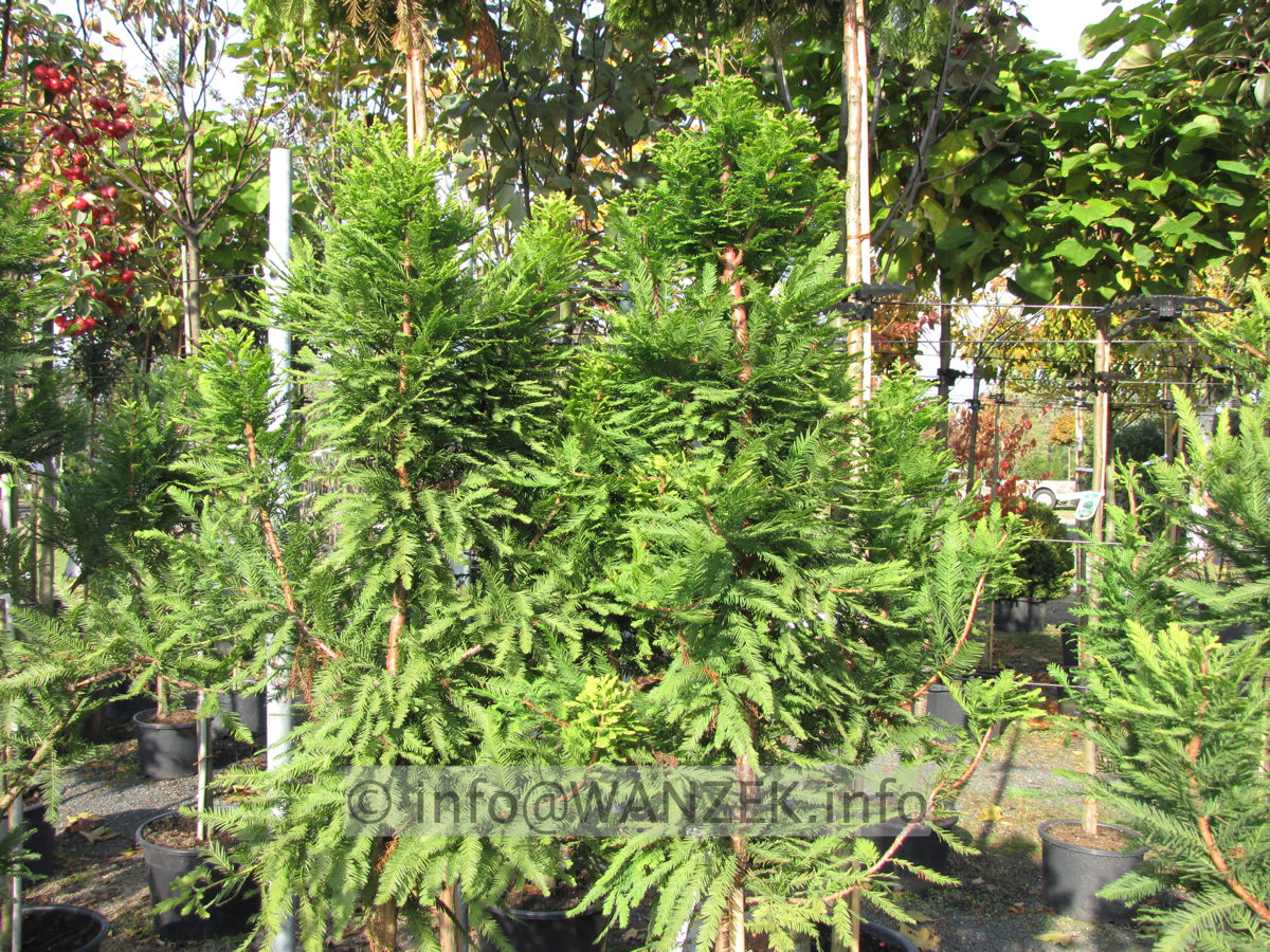 Taxodium distichum Peve Minaret 01.JPG